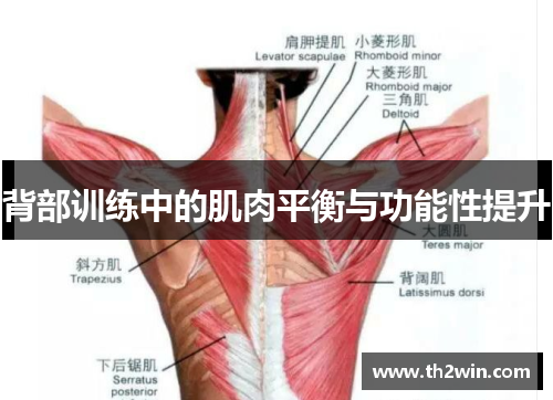 背部训练中的肌肉平衡与功能性提升